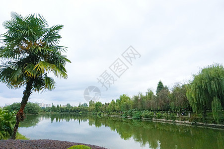 公园小湖风景 柳树环绕图片