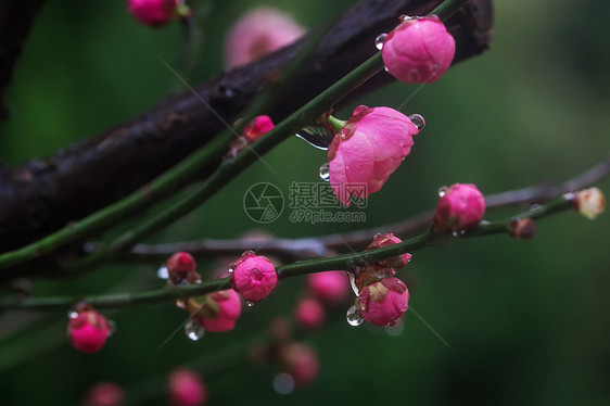 梅花饱经风霜图片