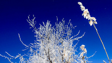 雪域雾凇图片