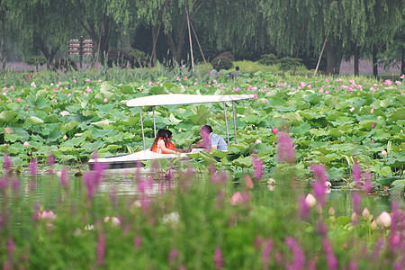 夏日荷塘图片