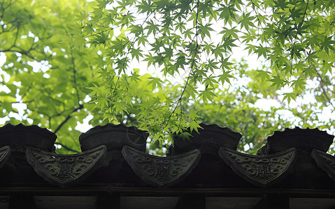 佛墙绿叶屋顶寺庙墙高清图片