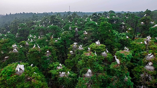 高清背景图片白鹭保护区高清背景图片白鹭高清背景图片厦门白鹭洲白鹭