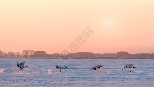 扎龙湿地雪地上奔跑的丹顶鹤背景