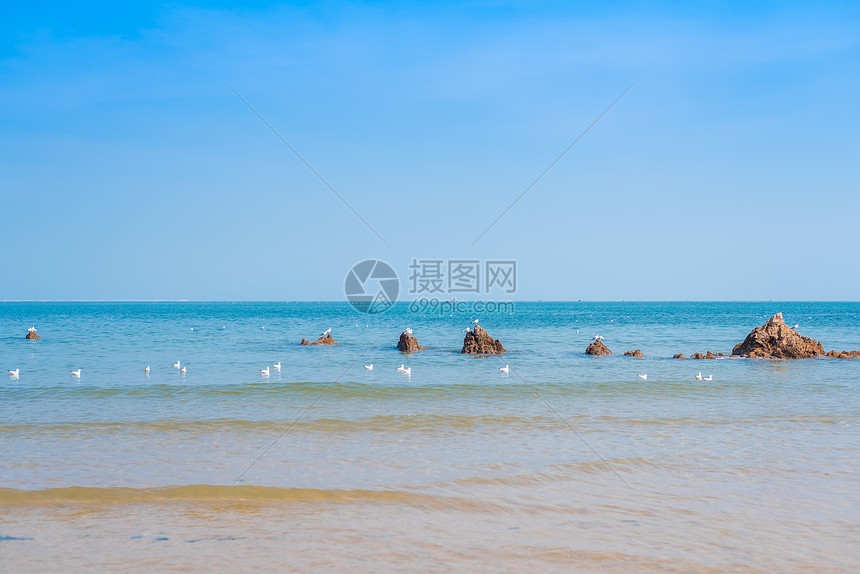 秋天青岛海边的礁石和海鸥图片