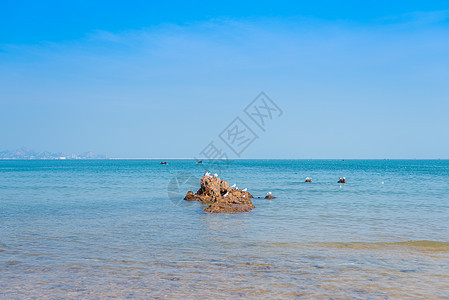 秋天青岛海边的礁石和海鸥图片