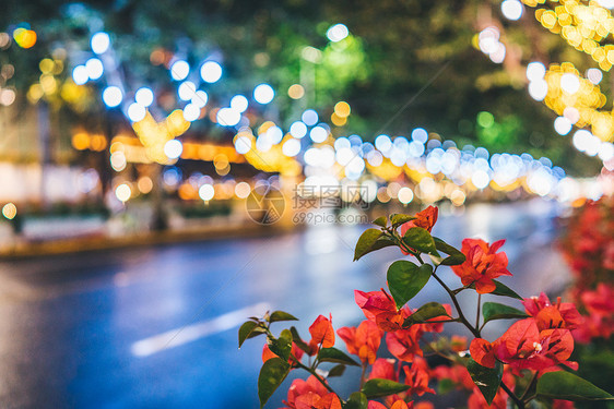 夜景花草植物光斑图片