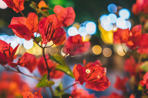 夜景花草植物光斑图片