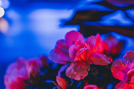 花草植物背景图片 花草植物背景素材 花草植物底图 摄图网