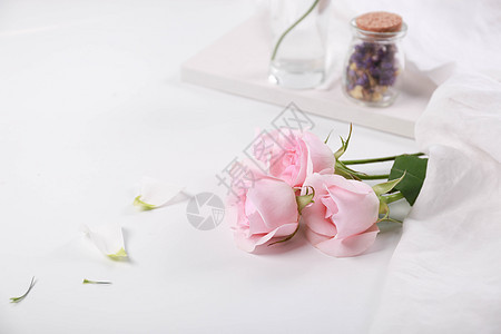 粉色玫瑰花素材图图片
