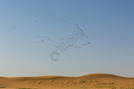 荒漠高空中的候鸟背景图片