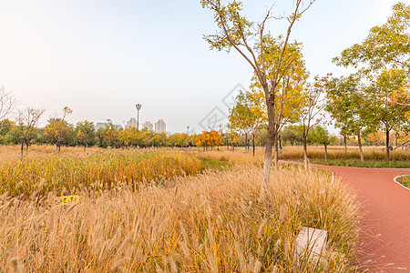 天津桥园入秋的公园美景背景