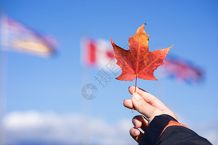 加拿大枫叶图片