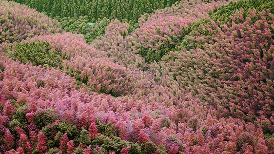 江郎山——世界唯一一处粉色竹林图片