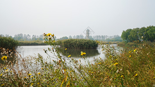 盐城大纵湖风景区湿地背景图片