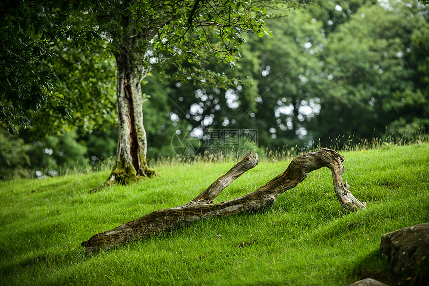 ‘~英格兰湖区草地上的枯树  ~’ 的图片