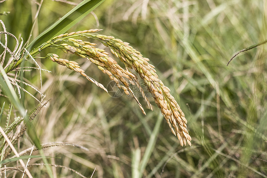 田园生活之水稻图片