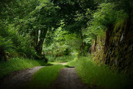 幽深的英格兰乡村林间道路图片