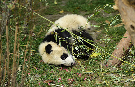 成都锦里熊猫背景