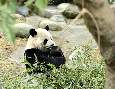 熊猫背景图片