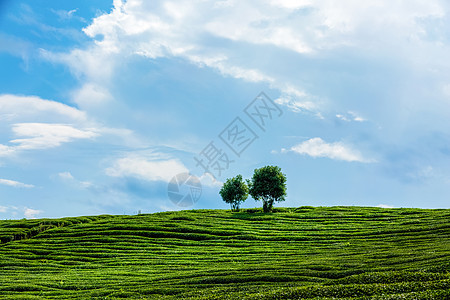 茶园的树背景图片