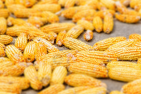 秋季丰收的玉米背景图片