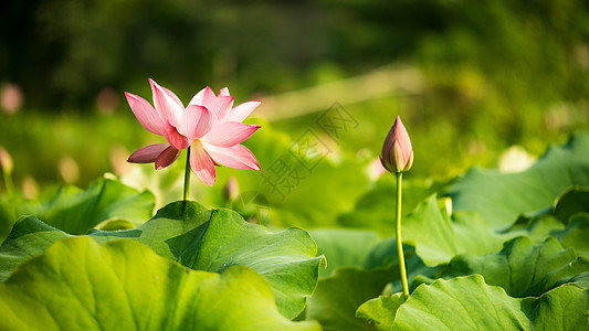 荷花背景图片