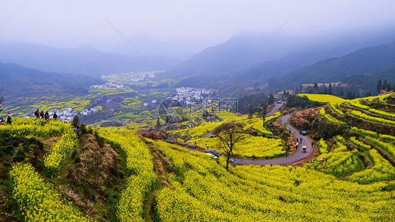 婺源油菜花梯田图片