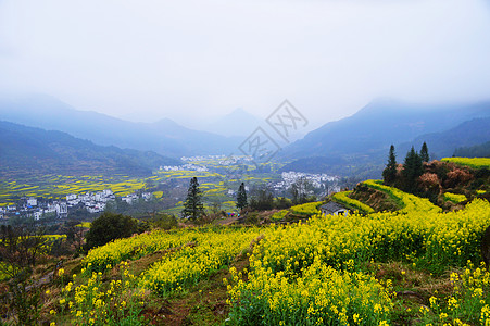 上饶婺源婺源油菜花梯田背景