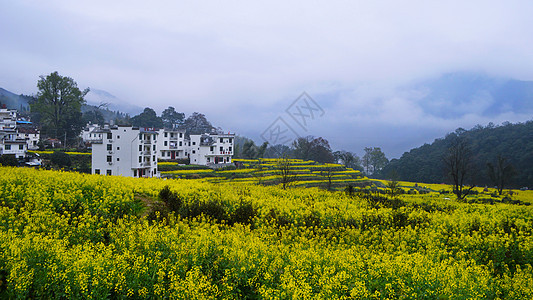 婺源江湾油菜花背景图片