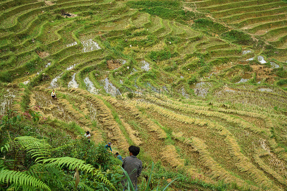 越南山地苗族梯田图片