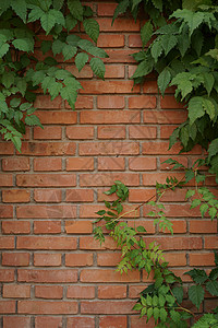 福背景墙红砖树叶多彩背景墙背景