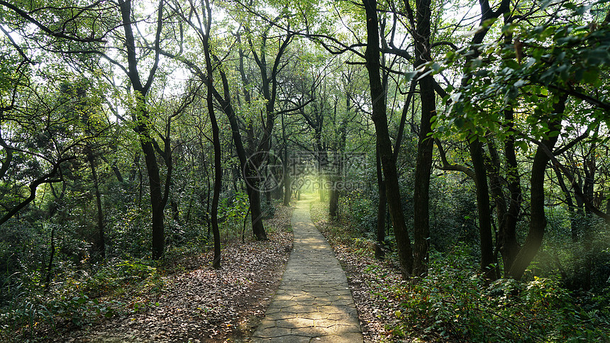 ‘~湖南株洲石峰公园森林步道  ~’ 的图片