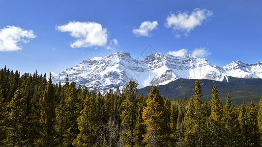 加拿大班夫美景加拿大班夫国家公园松树森林背景