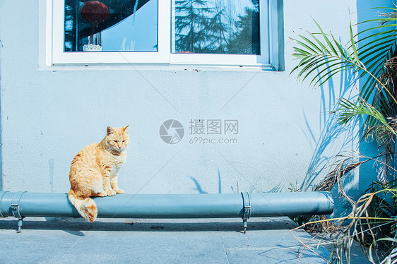 猫咪图片