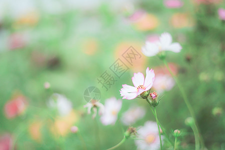 花草素材背景 花草素材摄影图片 花草素材壁纸 摄图网