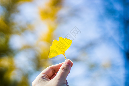 凋零的花特写银杏叶背景