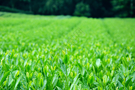 植物生长杭州西湖茶园背景