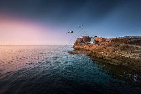 山东风景飞翔的海鸥背景