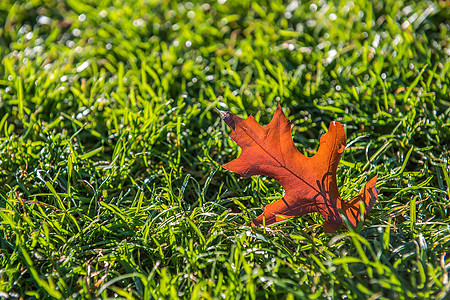 秋天草地上的落叶图片