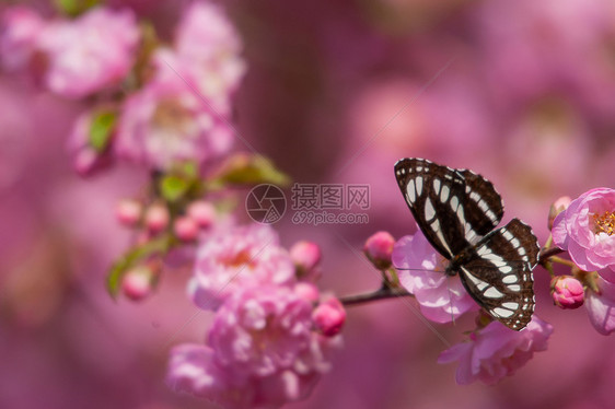 你若盛开，蝴蝶自来，漂亮的小花们图片