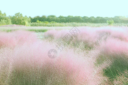 粉色乱子草原背景