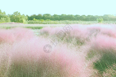 粉色乱子草原图片