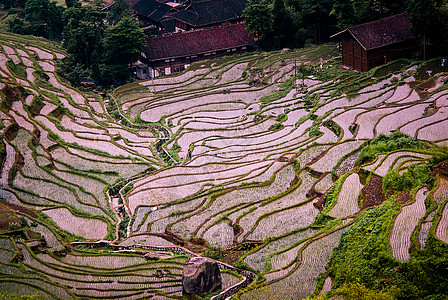 湖南紫鹊界梯田风光背景