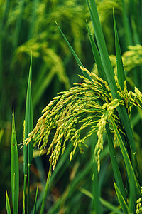 水稻麦穗稻田背景图片