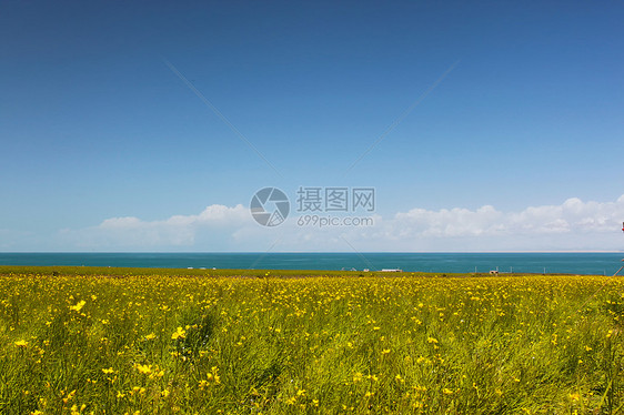 秋天的油菜花和青海湖图片