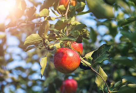 秋天阳光下的苹果树高清图片