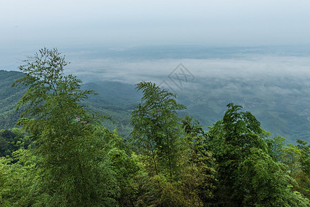 竹子蜀南竹海美景背景