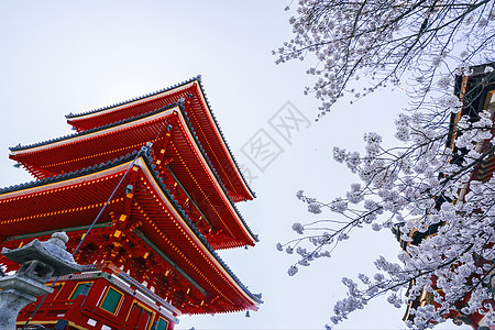 京都清水寺樱花背景图片