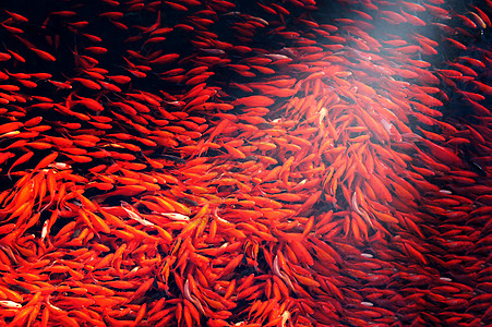 年年有余（鱼）一群红金鱼背景