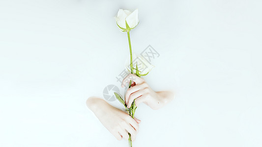 玫瑰浴牛奶浴中手持白玫瑰背景